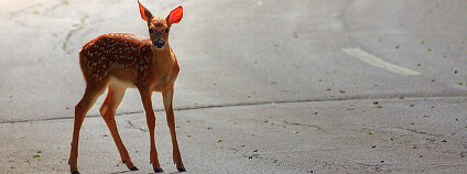 Koloušek na silnici. Foto: bogdog/Dan Flickr