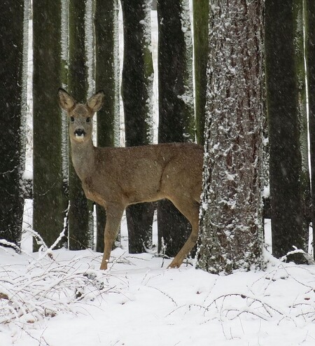 Druhý den na tom byla srna zdravotně o poznání lépe, a i když není ještě ani zdaleka vyhráno, tak to snad ve finále „rozběhá“ a bude moci být zase vypuštěna zpět do volné přírody