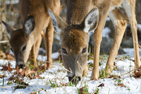 Podle dostupných informací je nejčastějším zájmem nelegálního lovu spárkatá zvěř. Toto zjištění však může být ovlivněno skutečností, že případ odhalení nelegálního lovu tzv. 'drobné zvěře' jako jsou zajíci, bažanti, či divoké kachny, se pro velikost zvěře i napáchané škody hůře zjišťuje, a tedy i hlásí a prokazuje