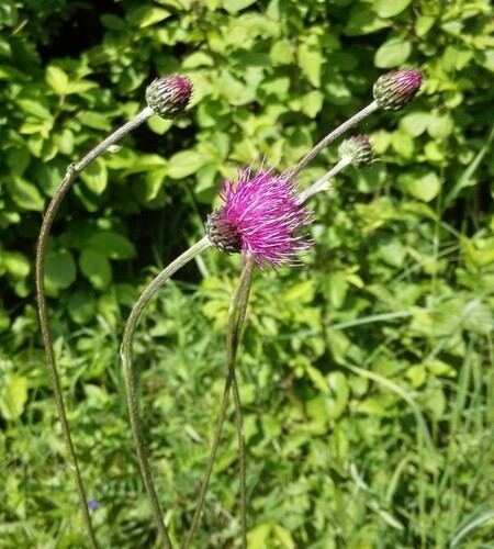 Na první pohled bodlák. Ve skutečnosti jde o vzácnou srpici karbincolistou.