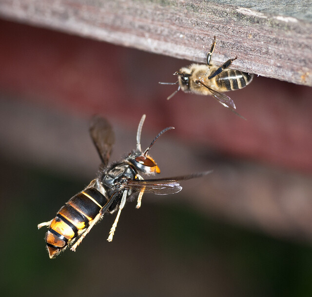 Sršeň asijská útočí na včelu medonosnou.