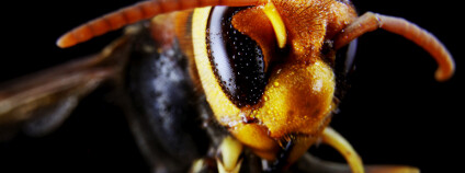 Sršeň asijská Foto: Barnaby Chambers Shutterstock