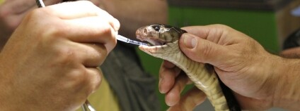 foto: Safari park Dvůr Králové