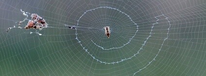 Pavouk stavící si svého většího dvojníka Foto: G. Winterflood Wikimedia Commons