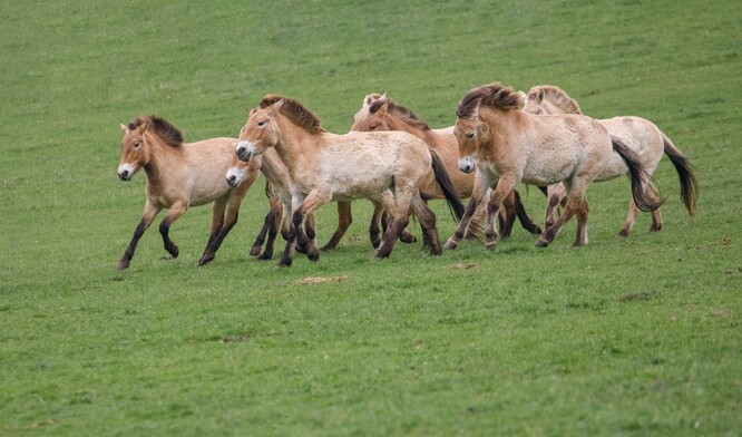 Cílem projektu v Kazachstánu je obnovit i tam populaci divokých koní ve volné přírodě. V následujících pěti letech chce Zoo Praha do oblasti stepí Altyn Dala převézt zhruba 40 koní.