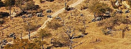 Stádo slonů v deltě Okavango v Botswaně Foto: youngrobv Flickr