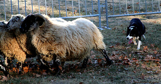 Ovce se prostě chtějí vyhnout pobytu na „rizikovém“ okraji stáda. Ovce se prostě chtějí vyhnout pobytu na „rizikovém“ okraji stáda.