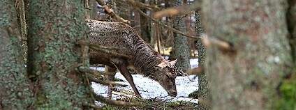 foto: Štěpán Rosenkranz / Správa NP Šumava
