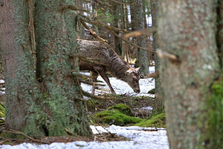 Podle mluvčího je zvíře už zvyklé na lidi a vyhledává jejich společnost. Výběh jelenů každoročně navštíví desítky tisíc turistů. Další podobnou atrakci nabízí Srní na Klatovsku, kde je výběh s vlky. / Na obrázku jelen Standa na Kvildě