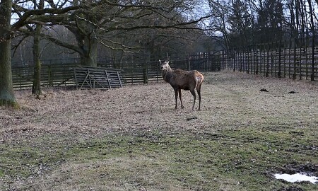 Park přijme ohledně výběhu jelenů nová opatření. Lidé se nadále volně dostanou k jelenům, ale vznikne bariéra. Bariéra bude mezi lidmi, kteří procházejí částí výběhu, a mezi jeleny. Bude ale taková, že lidé budou moci stále bez problémů pozorovat chování jelenů v té obůrce. / Na obrázku Standa v novém domově v Lánech.