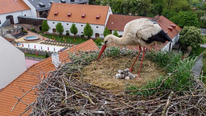 Čápice mláďata zahřívala, ale bez samce, který by je krmil, by malí čápi neměli šanci přežít.
