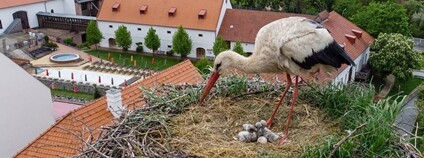 Čápata ve Valči na Třebíčsku Foto: Stanice Pavlov, o.p.s./ Facebook