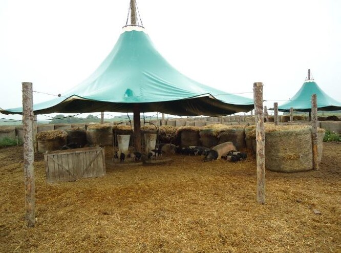 Negativně se to může dotknout také chovů přeštického černostrakatého prasete.