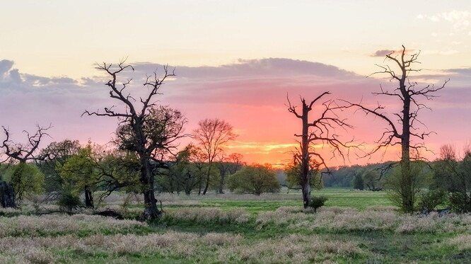 Solitérní duby v chráněné krajinné oblasti Soutok