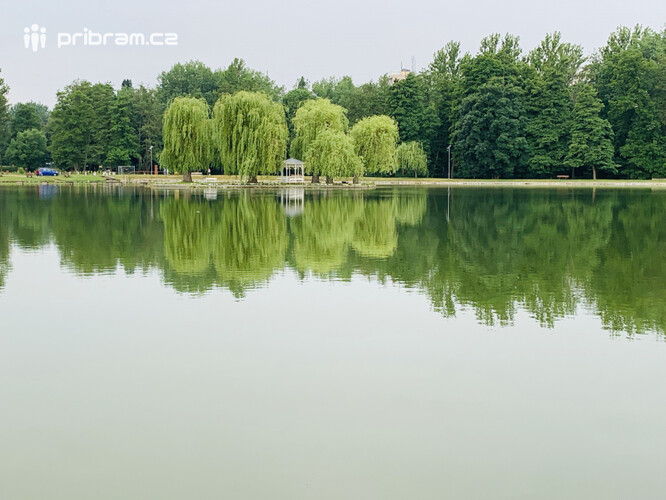 Speciální rostliny by měly zlepšit kvalitu vody v Novém rybníku.