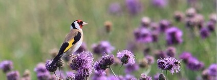 Stehlík obecný na chrpě obecné Foto: Margrit Flickr