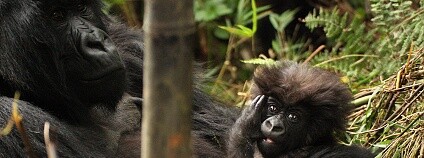 Foto: Jan Stejskal / Zoo Dvůr Králové
