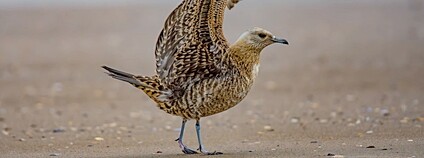 Chaluha velká Foto: peterichman Flickr