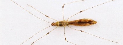 Foto: Východočeské muzeum v Pardubicích