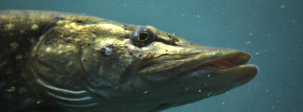 Štika obecná Foto: Vladimir Wrangel Shutterstock