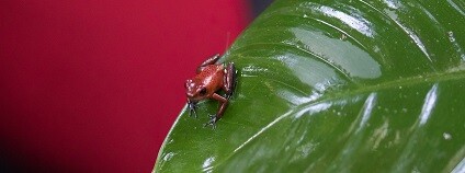 Foto: dMz pixabay.com