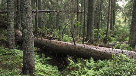 Mottem Světového kongresu o ochraně divočiny bylo „Make the World a Wilder Place“ – „Udělejme svět divočejším“
