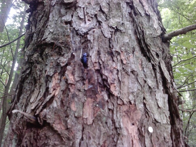 Střevlík ukrytý v kůře za instalovanou budkou.