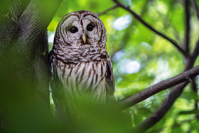 Central Park ležící v srdci tohoto východoamerického velkoměsta je považován za jedno z nejlepších míst na světě pro pozorování ptáků, neboť tam žije asi 220 různých druhů opeřenců.