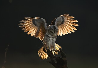 Jedna z teorií, jaký pták běžce napadl, byla, že u cesty v porostu či na zemi míjeli čerstvě vyvedené mládě puštíka obecného. Tato naše středně velká (spíše menší) běžná sova hnízdí v dutých stromech většího průměru, a to třeba i v městských parcích, stromořadích či starých alejích. Povahově patří však k těm bojovnějším, a když vyhodnotí, že někdo ohrožuje její mláďata, tak může i zaútočit, aby se pokusila zastrašit nepřítele. Uloví ale maximálně plcha. Ilustrační snímek