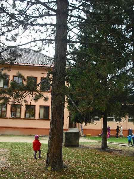 Na snímku je zahrada Mateřské školy Lešetínská, kde bude pokáceno šest stromů.