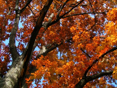 Po listopadovém zprovoznění se stezka na zimu uzavře. Od příštího roku bude fungovat sezonně od dubna do konce října.