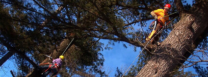 Stromolezci Foto: wistechcolleges / Shutterstock.com