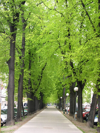 Stromy na brněnské třídě kapitána Jaroše také rostou v ochranném pásmu vodovodu.