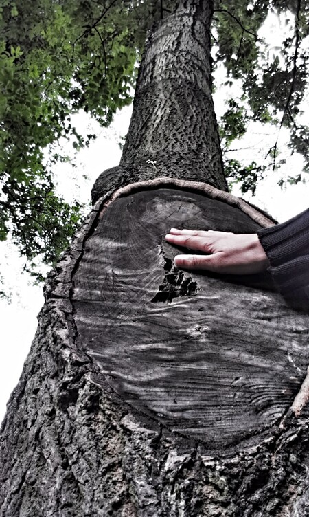 Nemusí být vždycky objetí. Tohle pohlazení stromu je pro Jana H.