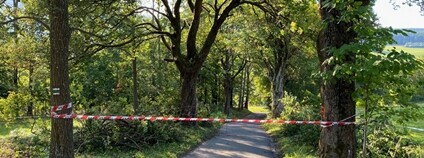 Studenovská alej Foto: Radek Drahný Správa KRNAP