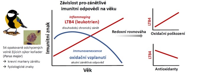 Grafické shrnutí první studie