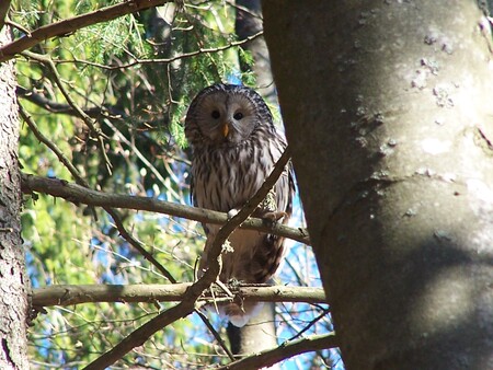 Puštík bělavý (na obrázku) byl ještě koncem 18. století na Šumavě poměrně hojně rozšířeným dravcem, ve dvacátých letech minulého století však jeho stavy v Česku začaly klesat a v roce 1930 již byla tato sova na české, ale i rakouské a německé straně Šumavy považována za vyhubenou.