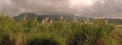 Cukrová třtina. Foto: Macvivo Wikimedia Commons