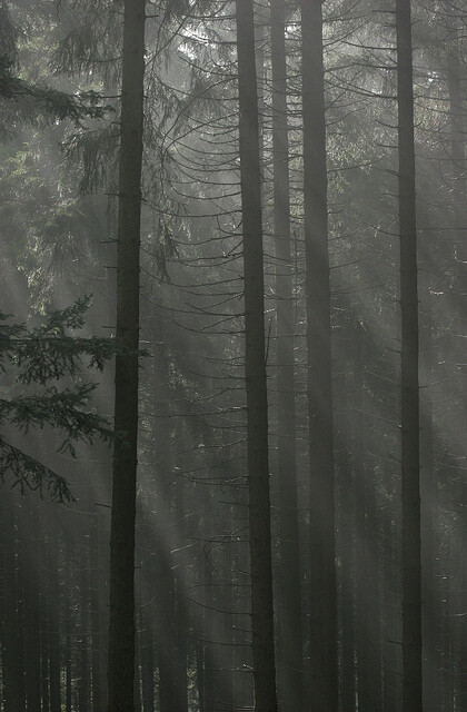 Jiří Oliva také vysvětlil svůj postoj k tzv. Dřevěné knize: „Z Dřevěné knihy podporuji především základní filozofii koncepce správy státních lesů, tedy dodavatelský způsob zajištění prací ze strany privátní sféry a prodej dřeva na lokalitě. Oproti tomu mi naopak vadí věci, které mají nepříznivý sociální dopad.“