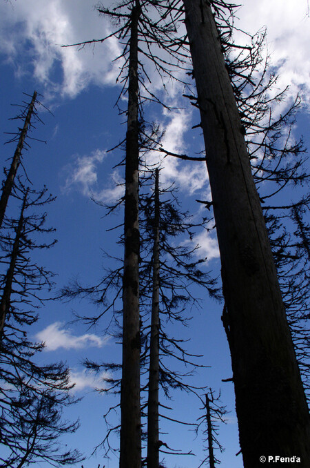„Les nemusí být vždycky zelený,“ říká populační ekolog Pavel Kindlmann s odkazem na přirozeně dynamický vývoj horských smrčin.