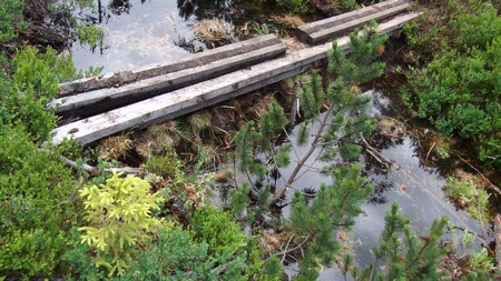 Skupina dobrovolníků v pátek na Šumavě začala tvořit hráze a zasypávat půdou staré odtokové kanály na odvodněných rašeliništích.