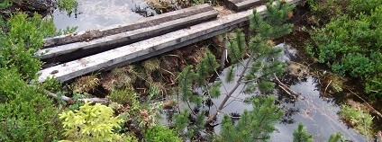 foto: zachranmelesy.cz