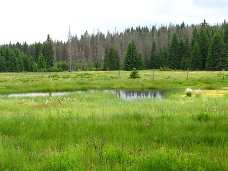 V senátní verzi je ochrana přírody v národních parcích na stejné úrovni jako udržitelný rozvoj samospráv nebo turistika. Podle Brabce je ale lepší sněmovní verze, kde se další účely parku podporují jenom v případě, že nejsou v rozporu s ochranou přírody.