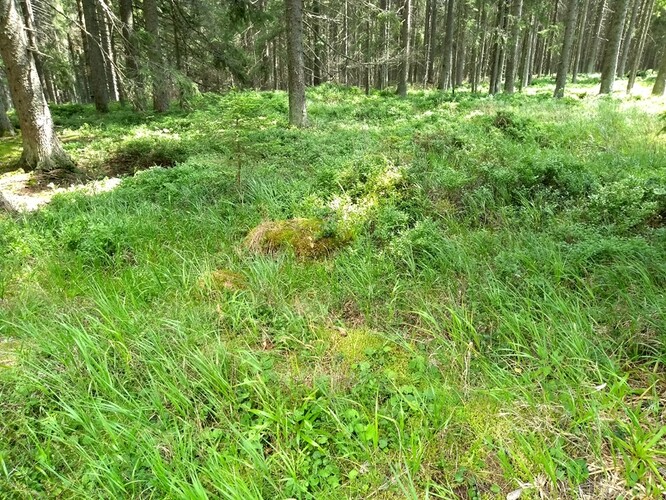 Měli bychom si dát pozor, abychom kvůli snižování emisí CO2 nepoškodili své životní prostředí. Okolí šumavské Kvildy.
