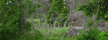 Šumava Foto: Zdeňka Vítková / Ekolist.cz
