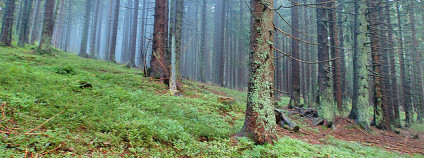 NP Šumava. Foto: a4gpa/Flickr.com