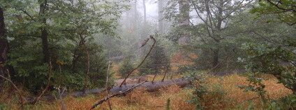 Trojmezenský prales v NP Šumava Foto: Zdeňka Vítková / Ekolist.cz