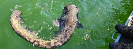 Foto: Hydrobiologický ústav Biologického centra AV