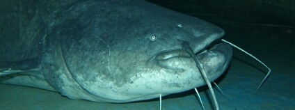 Sumec velký Foto: Bernard DUPONT Flickr