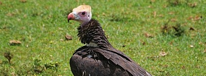 Sup chocholatý Foto: Nik Borrow Flickr